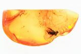 Detailed Fossil Fly (Microphorinae) with Large Eyes In Baltic Amber #381568-1